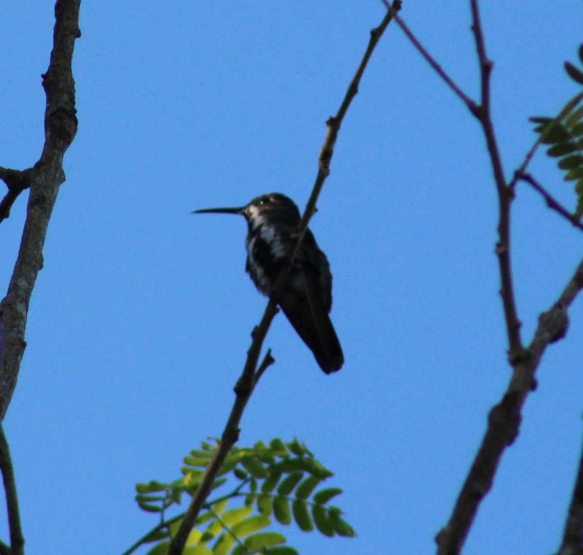 kolibřík tropický - ML618257245