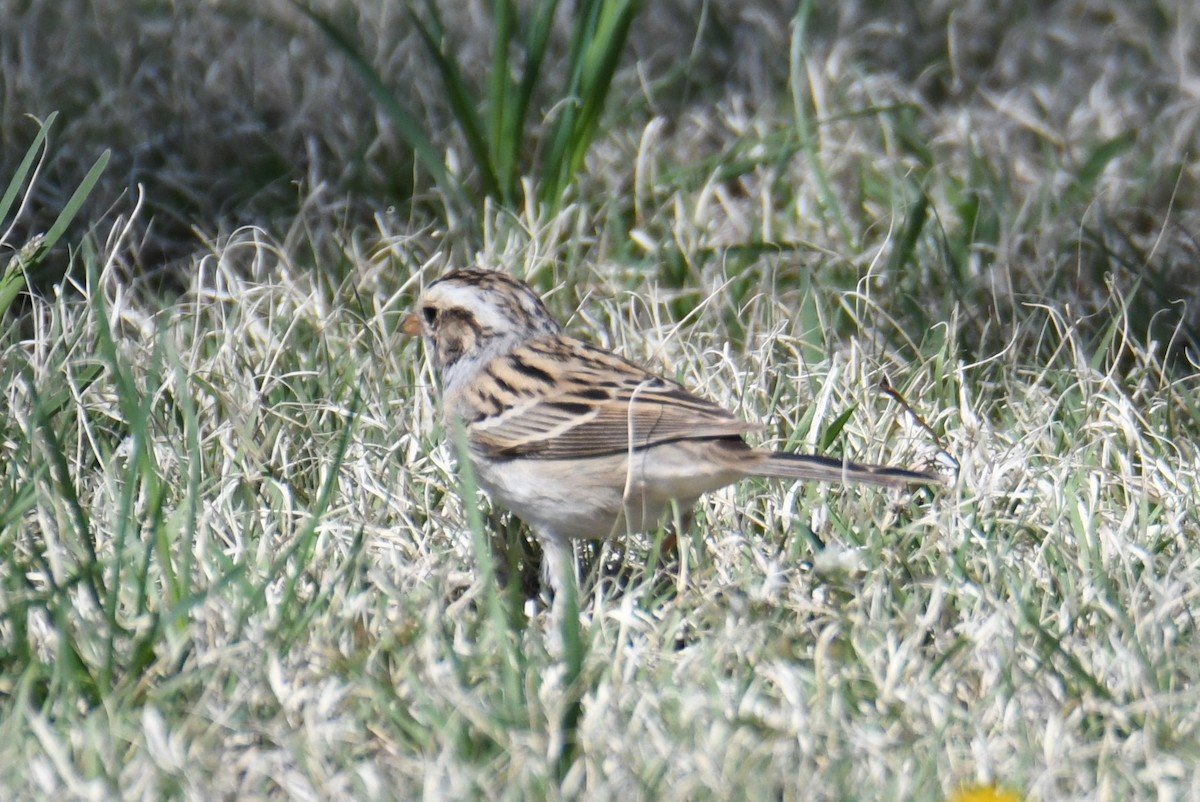 Clay-colored Sparrow - ML618257248