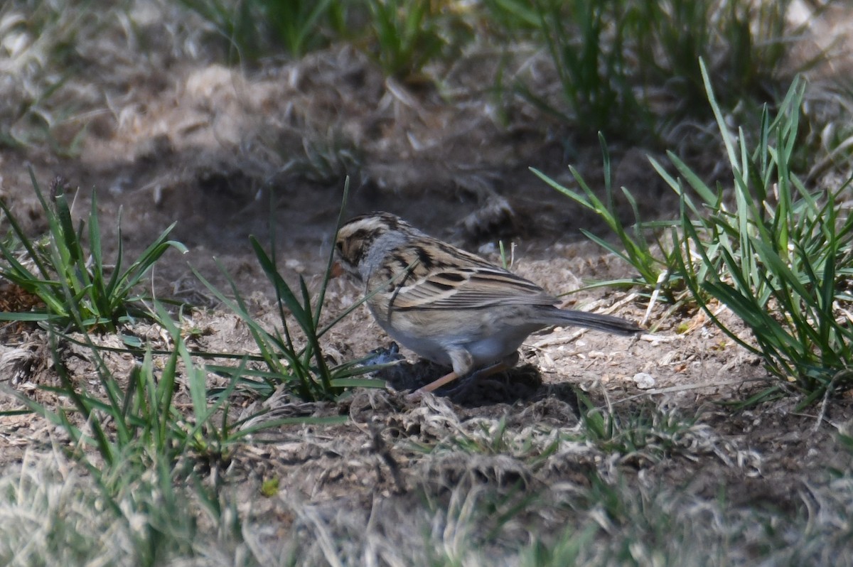 Clay-colored Sparrow - ML618257249