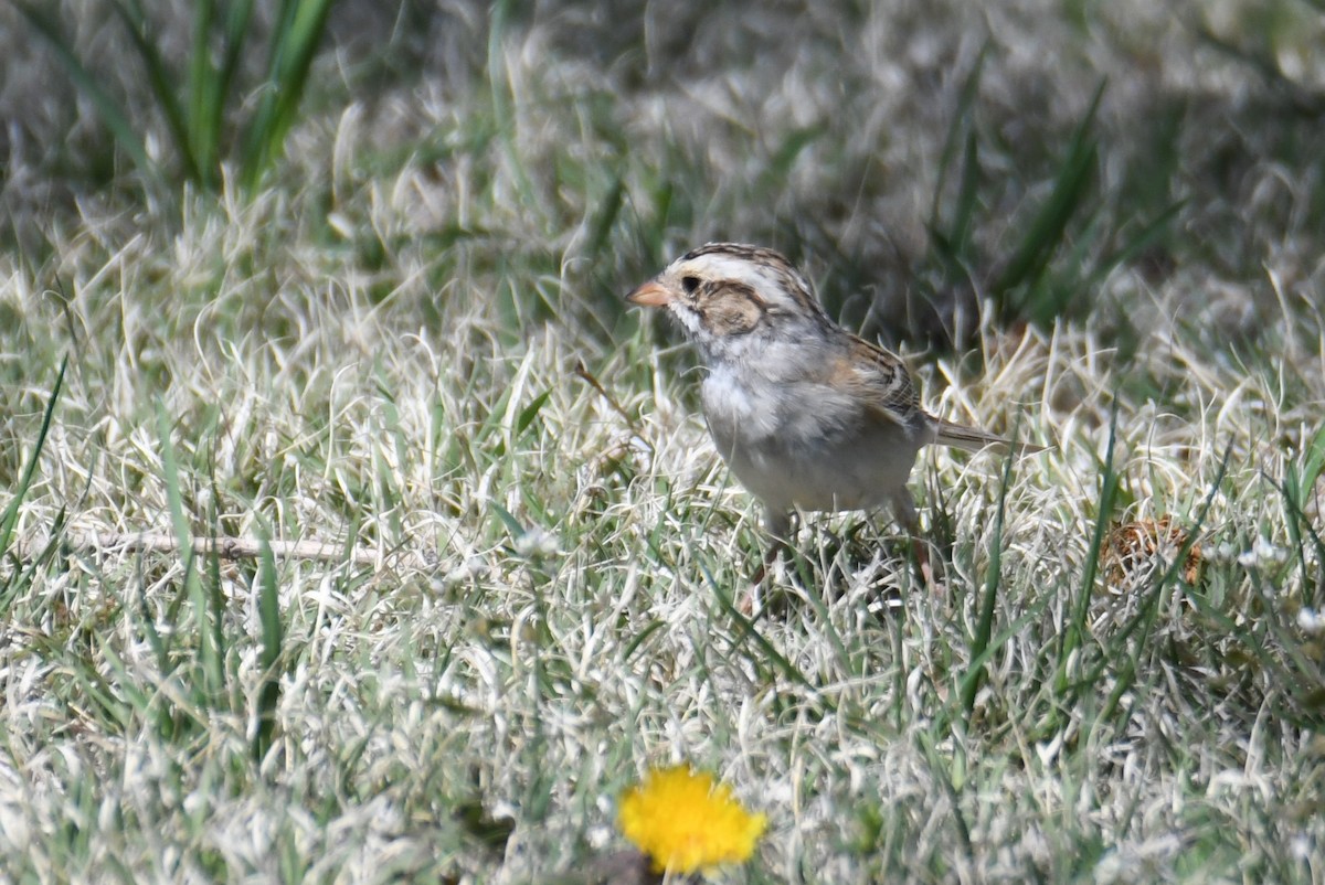 Clay-colored Sparrow - Colin Dillingham