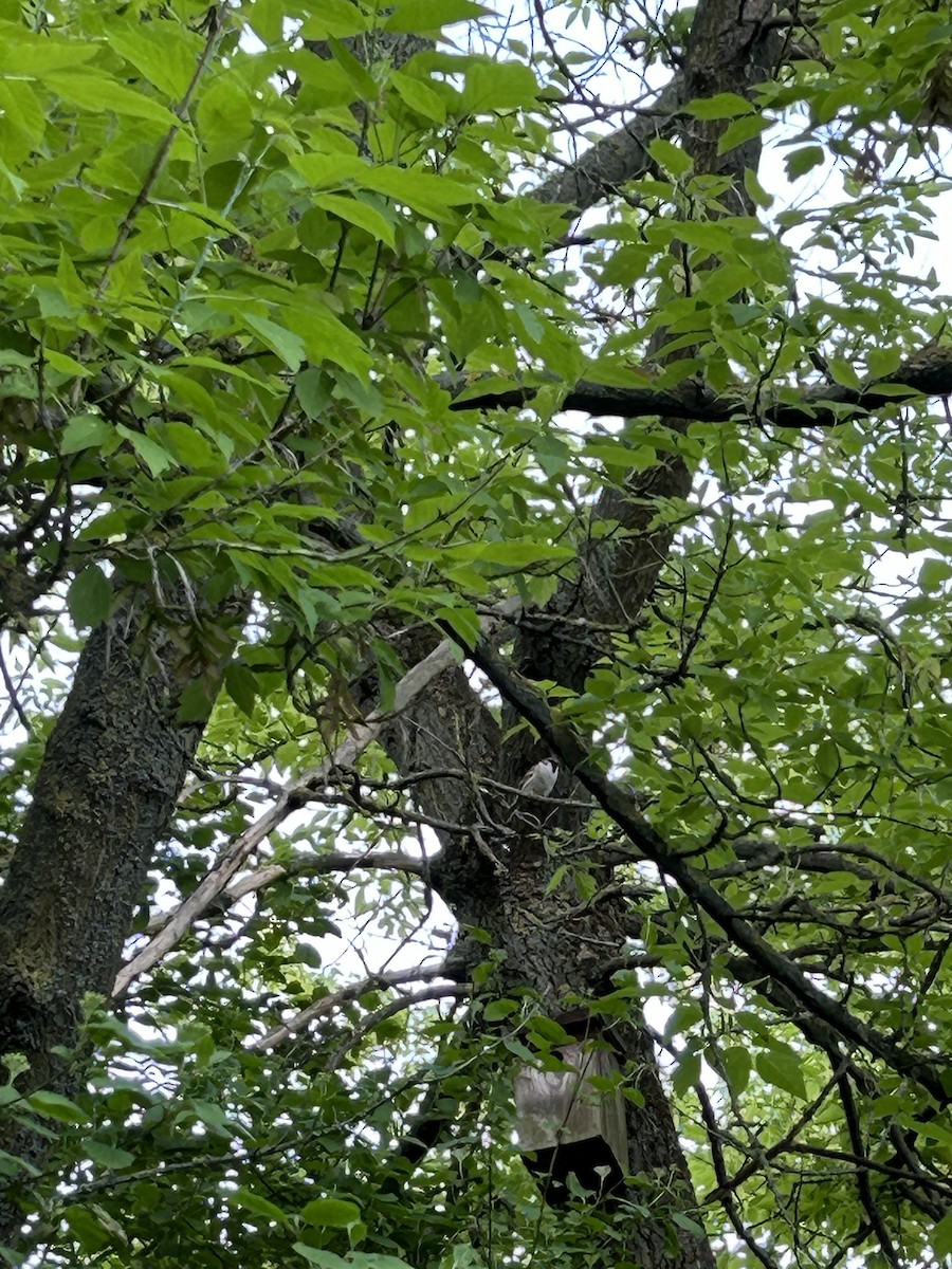 Eurasian Tree Sparrow - ML618257271