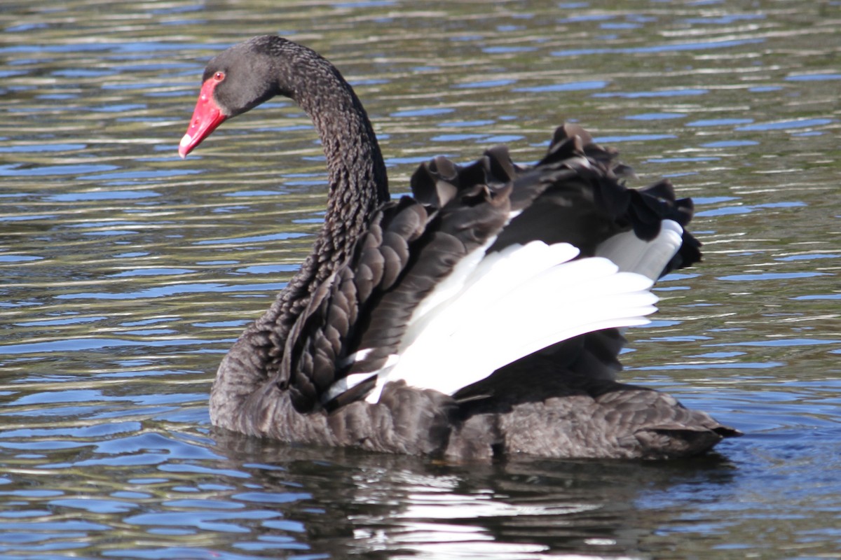 Black Swan - ML618257286