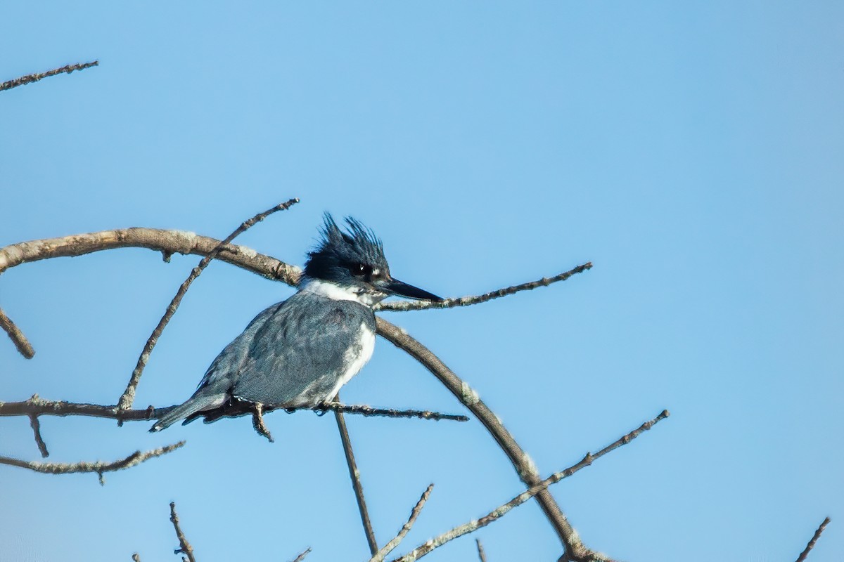 Belted Kingfisher - ML618257374