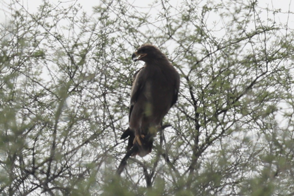 Greater Spotted Eagle - ML618257384