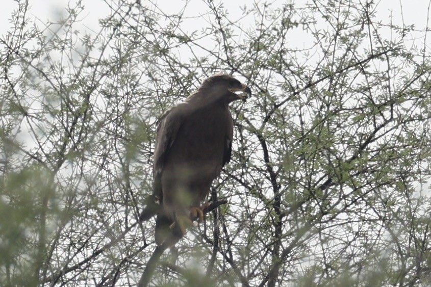 Greater Spotted Eagle - ML618257386