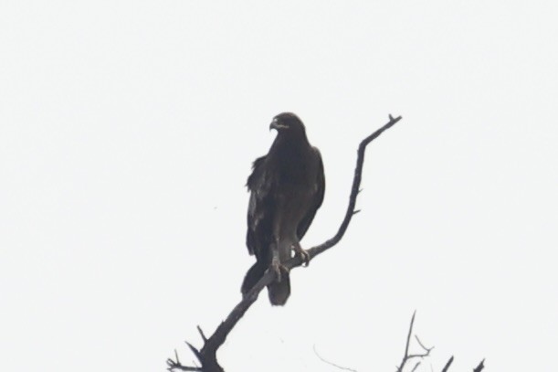 Greater Spotted Eagle - Andrew William