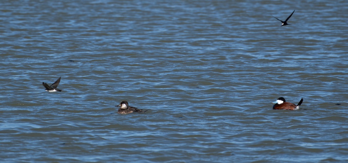 eBird Checklist 29 Apr 2024 BaieduFebvre étangs, champs et bord