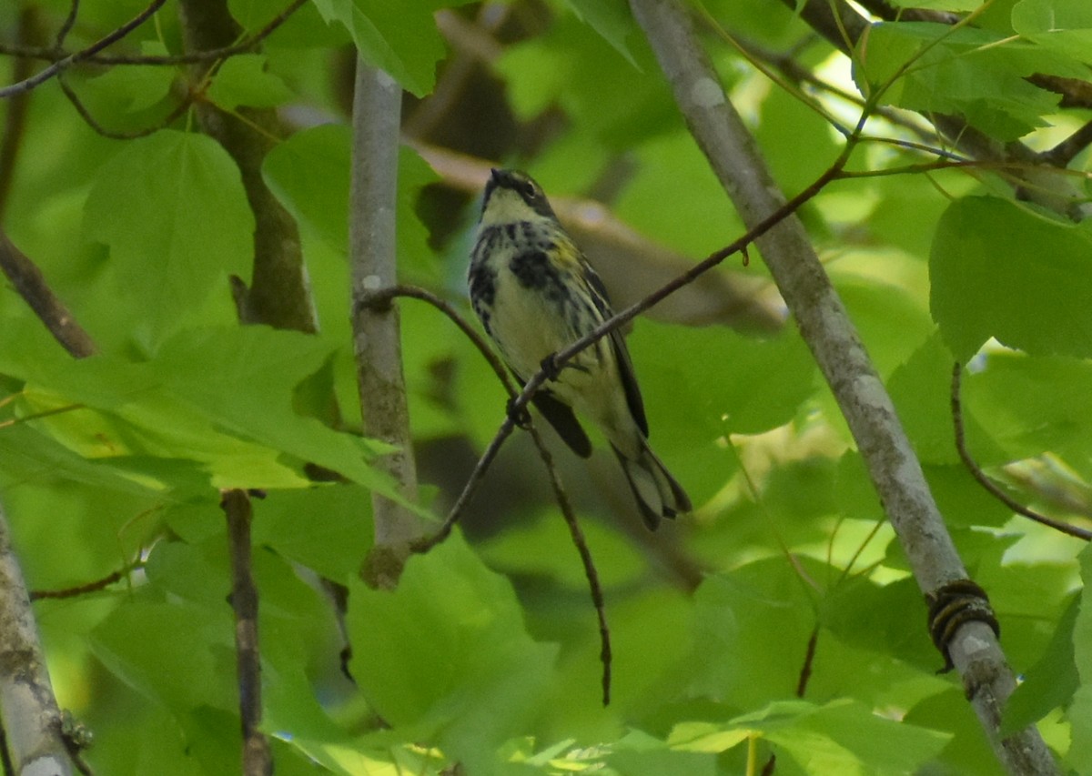 Yellow-rumped Warbler - Robin Toler