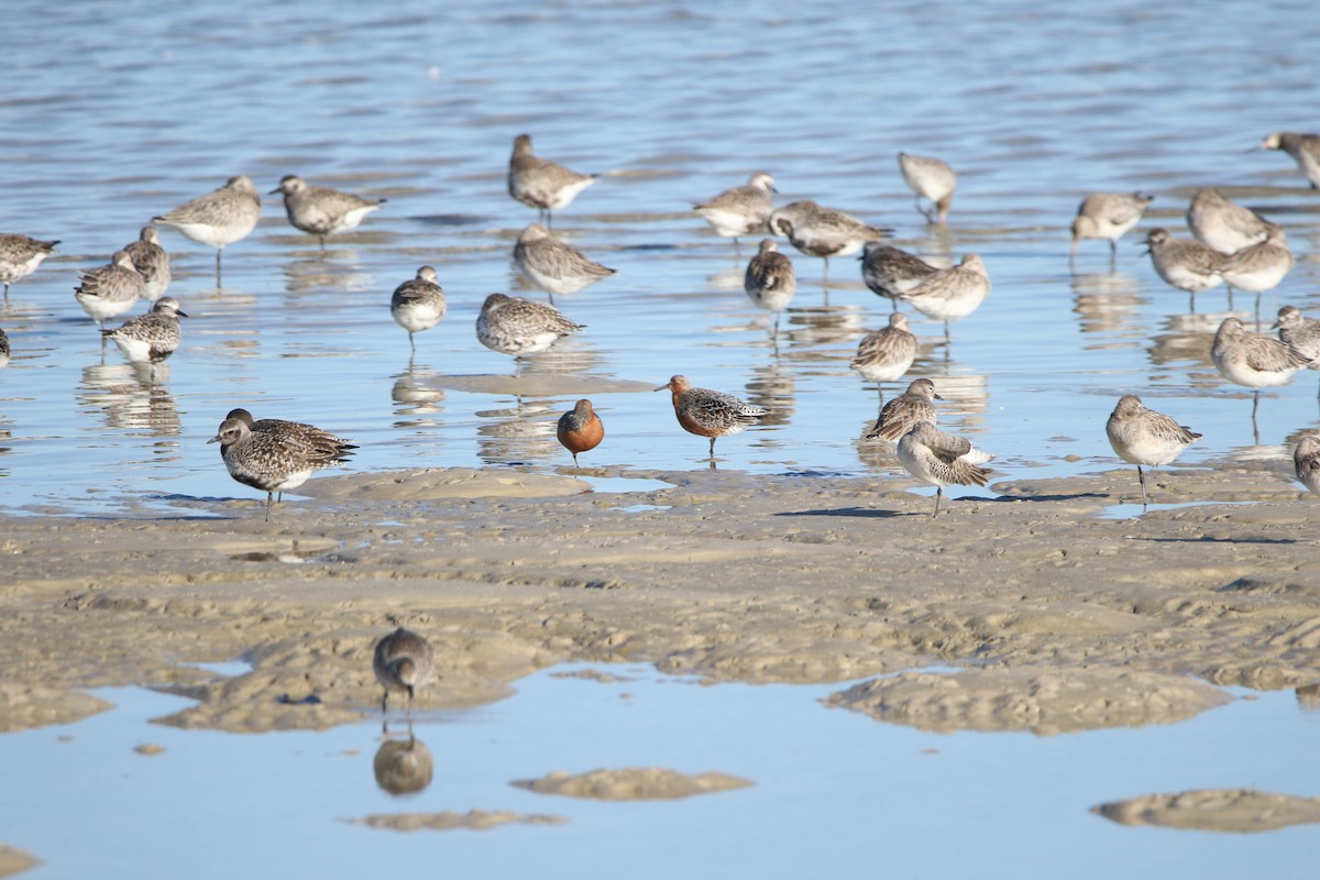 Red Knot - ML618257401