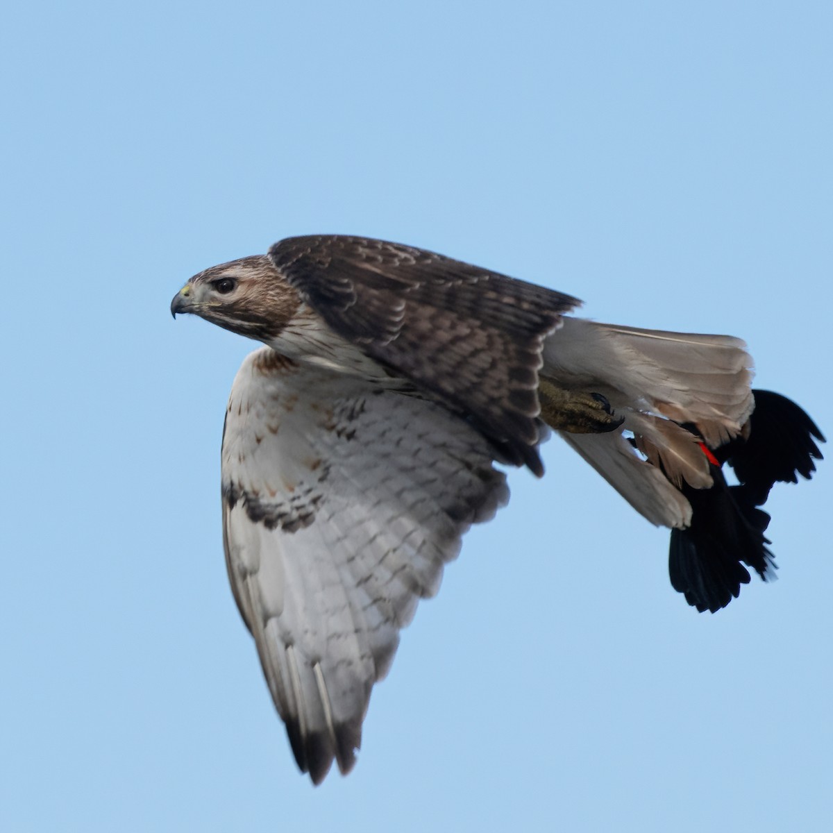 Red-tailed Hawk - ML618257415