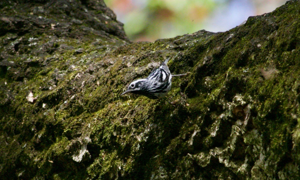 Black-and-white Warbler - Loyan Beausoleil