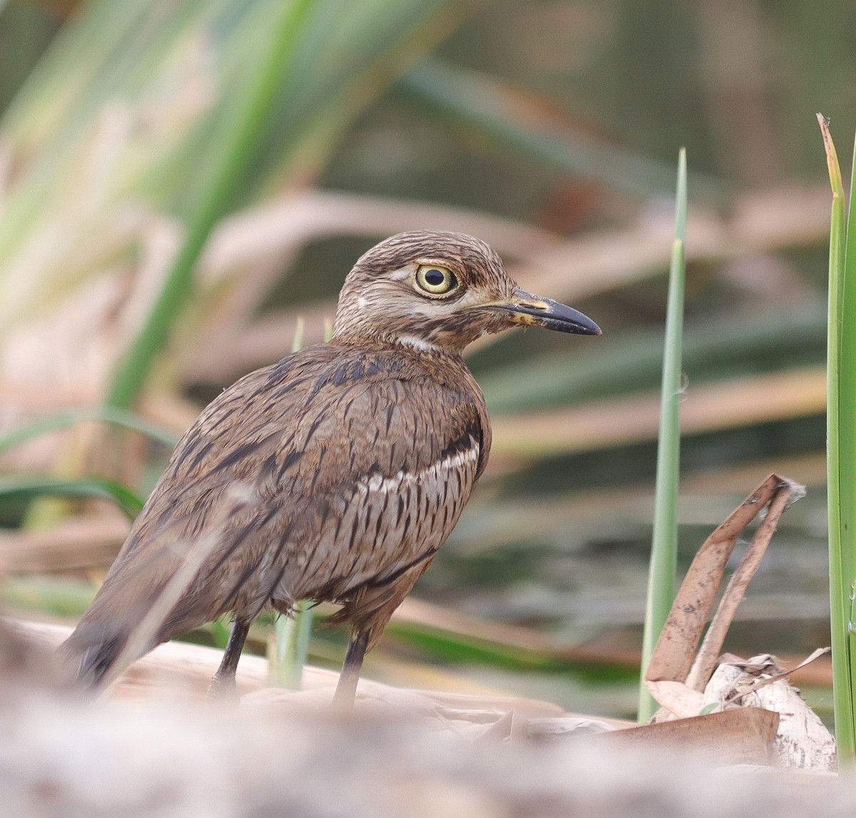 Water Thick-knee - Oliver Main