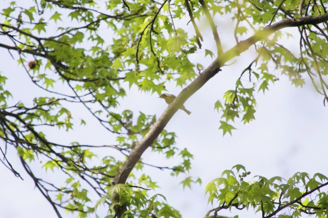 Yellow-throated Warbler - Loyan Beausoleil