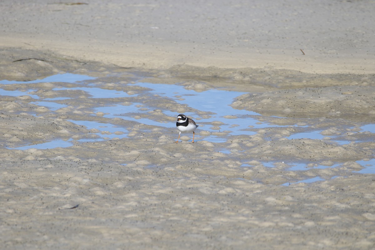 Common Ringed Plover - ML618257549