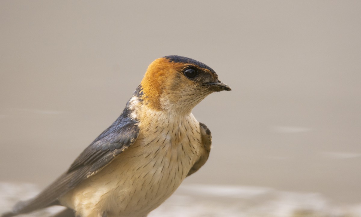 Red-rumped Swallow - ML618257556