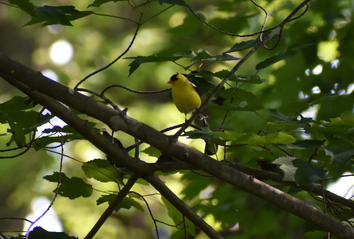 American Goldfinch - Robin Toler
