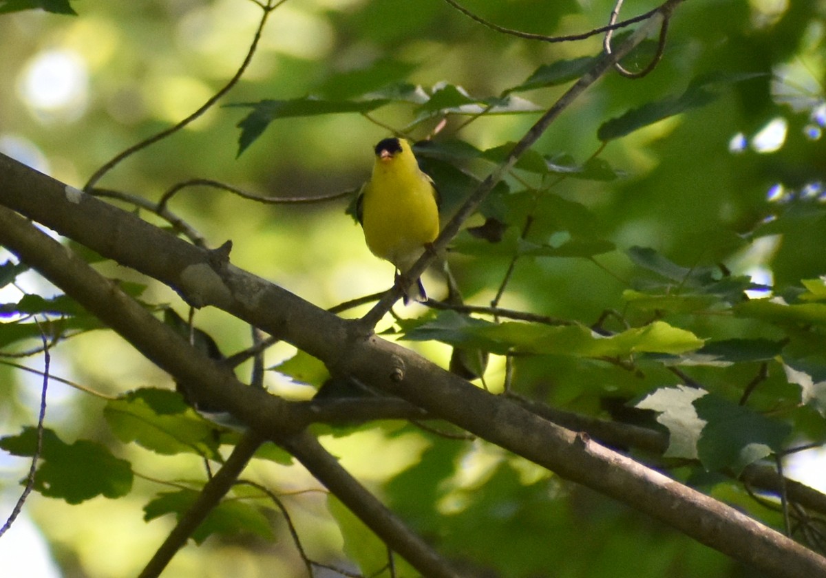 American Goldfinch - Robin Toler