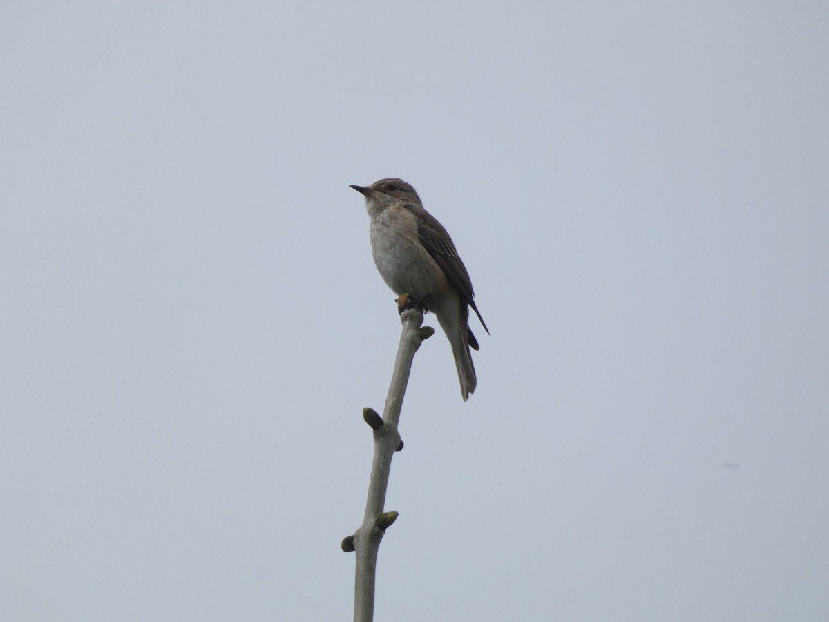 Spotted Flycatcher (Spotted) - ML618257590