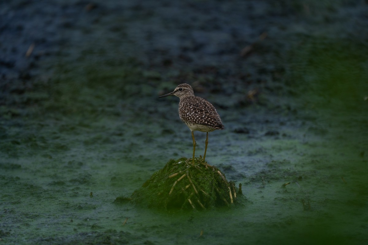 Wood Sandpiper - Chai Eng Law