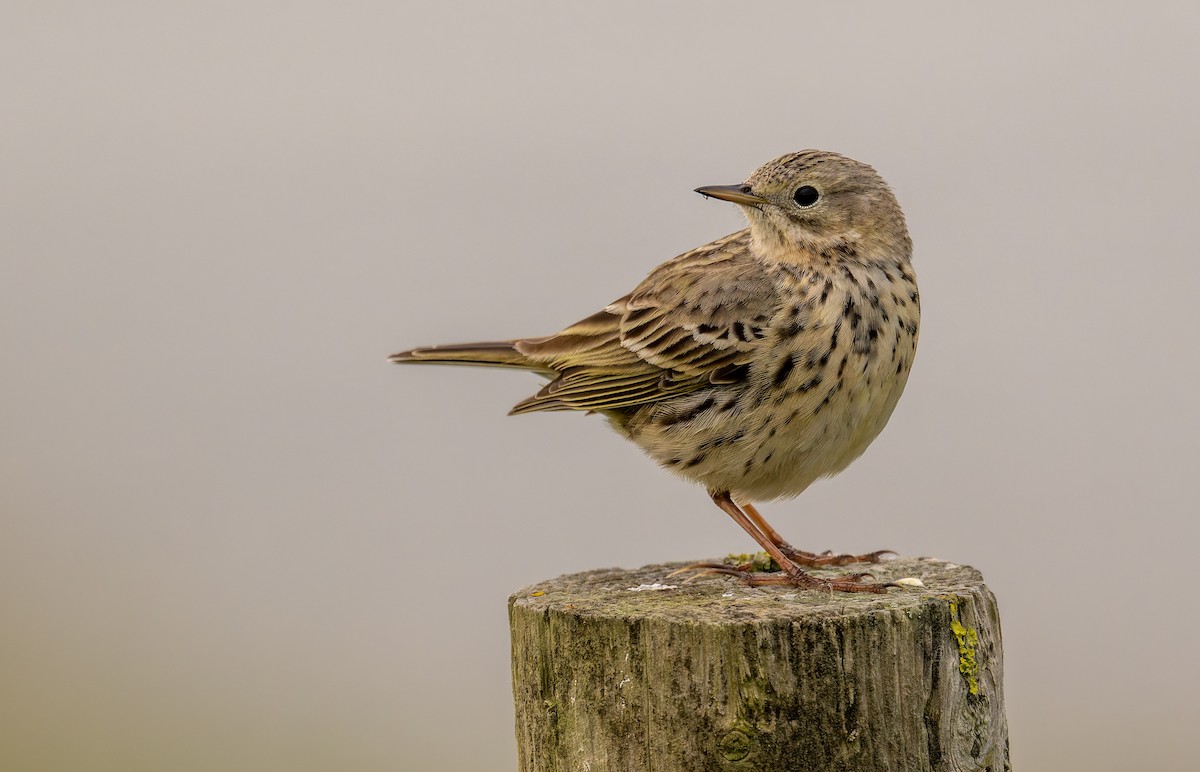 Meadow Pipit - ML618257595
