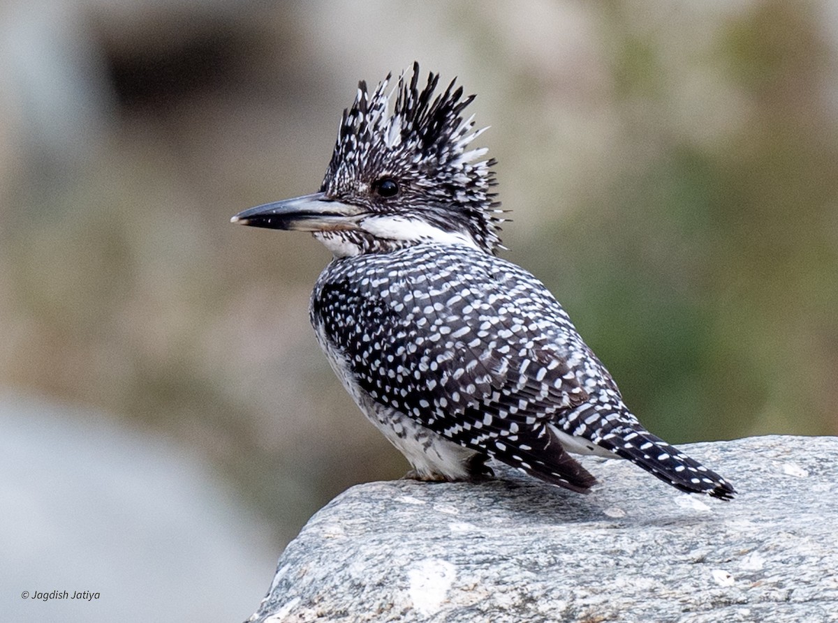 Crested Kingfisher - ML618257598