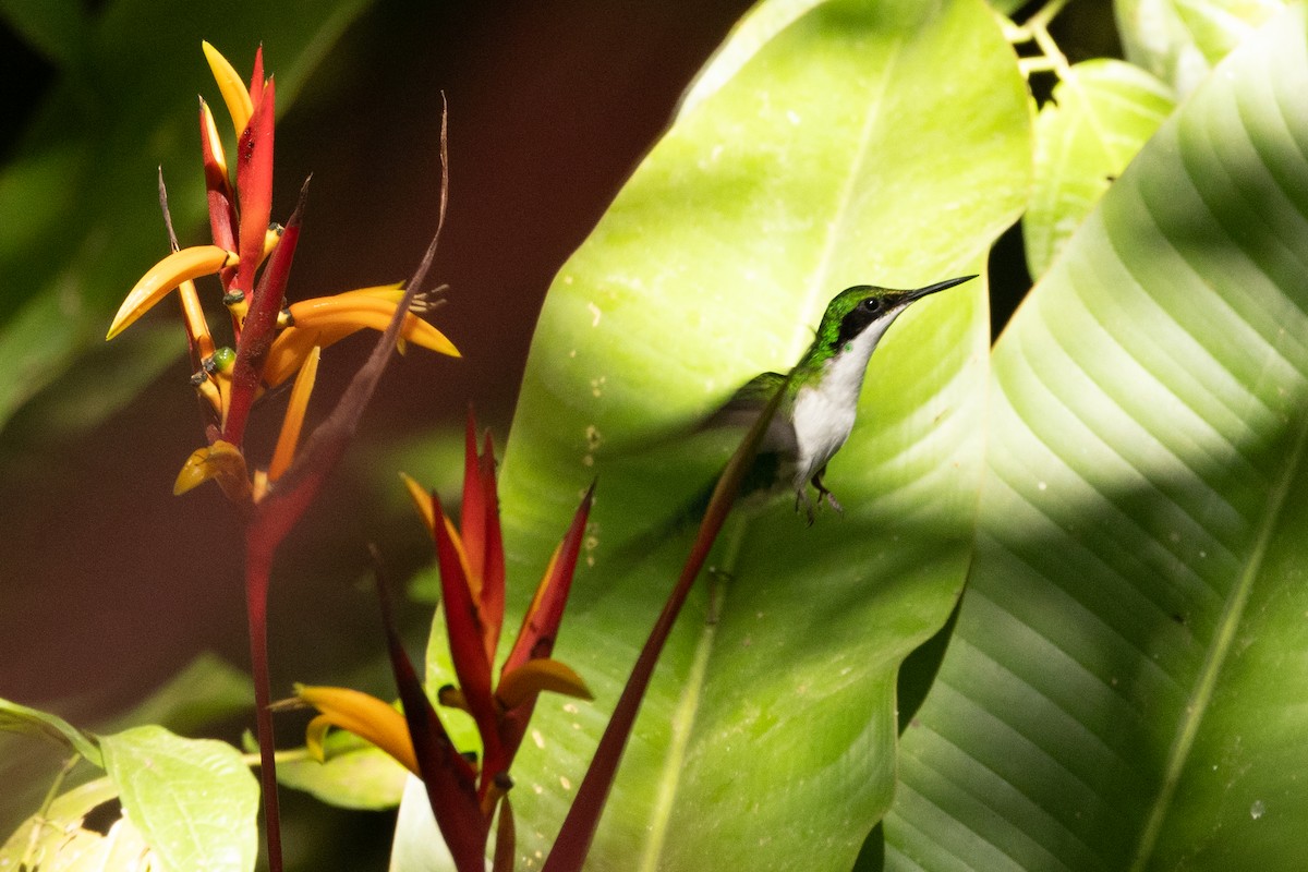 kolibřík purpurovohlavý - ML618257610