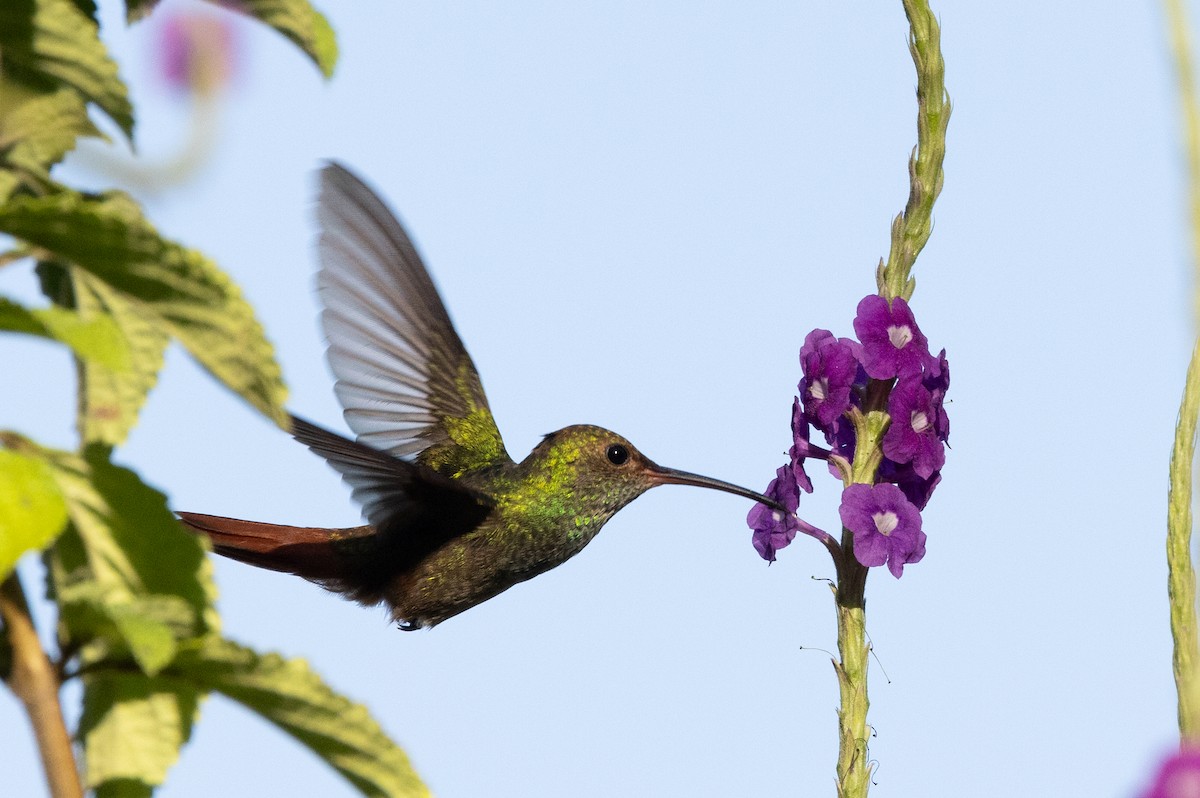 Rufous-tailed Hummingbird - Paul van Elsen
