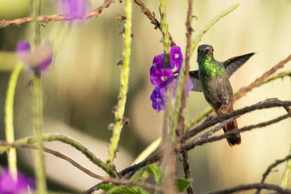 Rufous-tailed Hummingbird - ML618257616