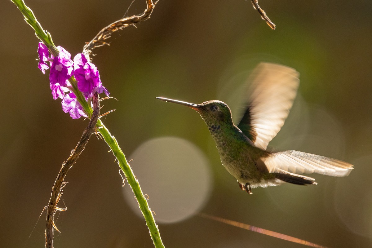Charming Hummingbird - Paul van Elsen