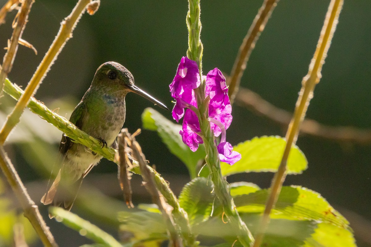 Charming Hummingbird - Paul van Elsen