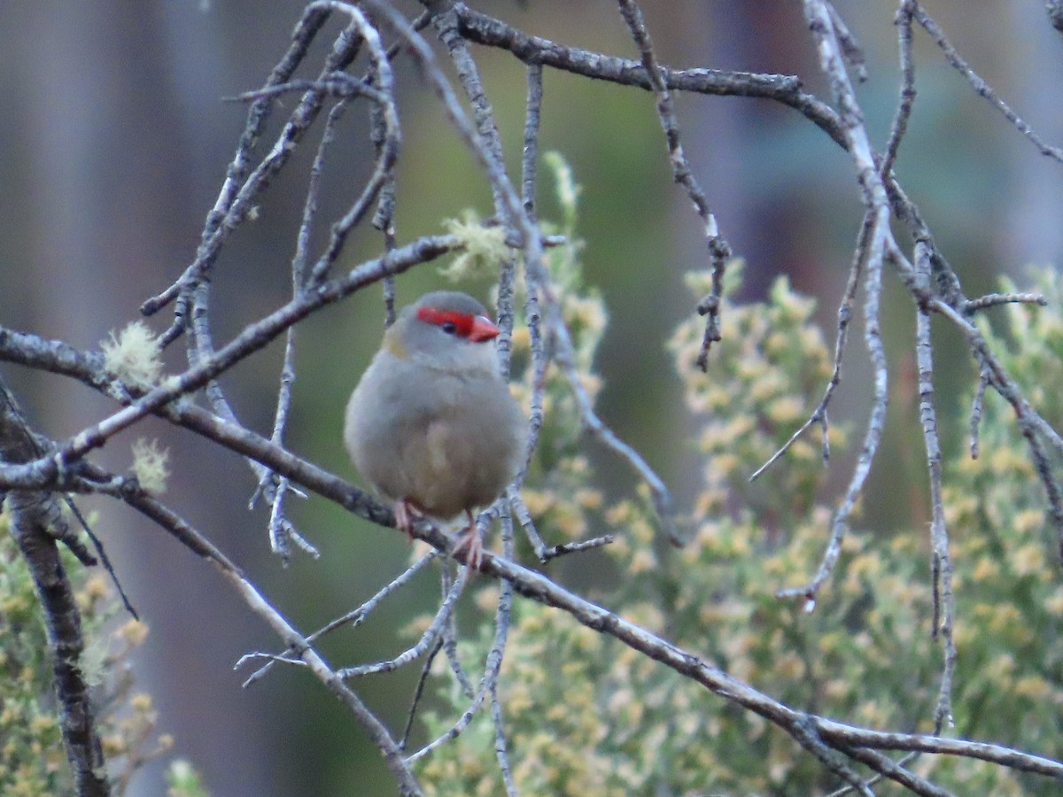 Red-browed Firetail - ML618257635