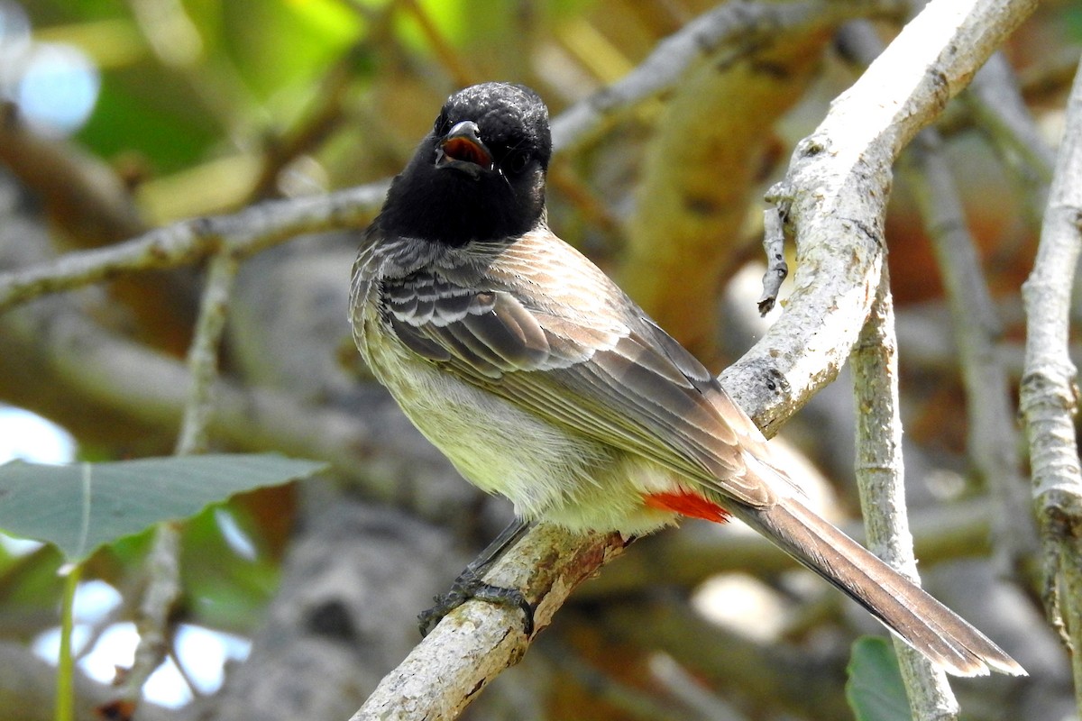 Red-vented Bulbul - ML618257656