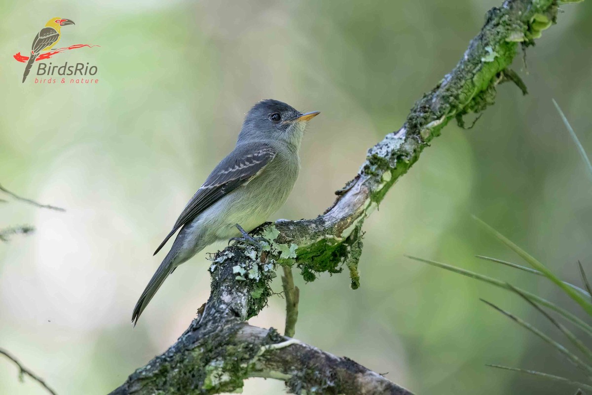 Southern Tropical Pewee - ML618257661