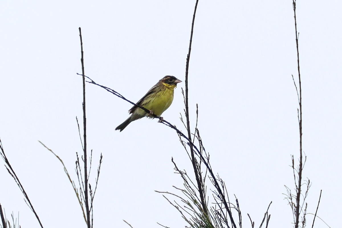 Yellow-breasted Bunting - ML618257668