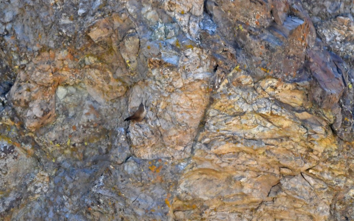 Chilia des rochers - ML618257697