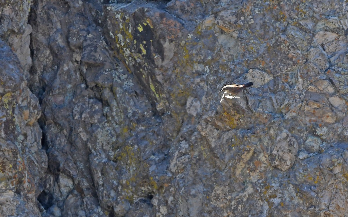 Chilia des rochers - ML618257698