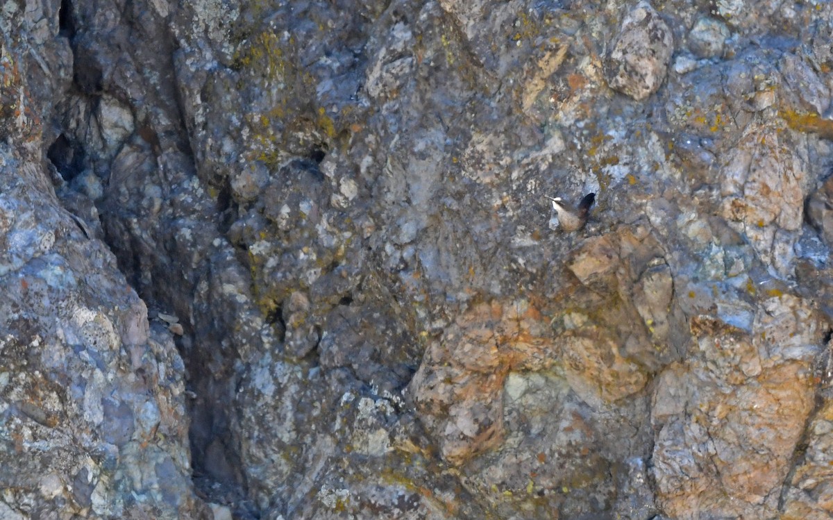 Chilia des rochers - ML618257699