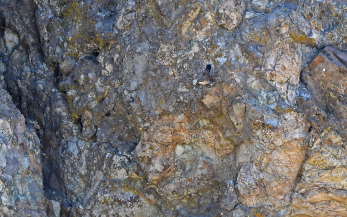 Chilia des rochers - ML618257701