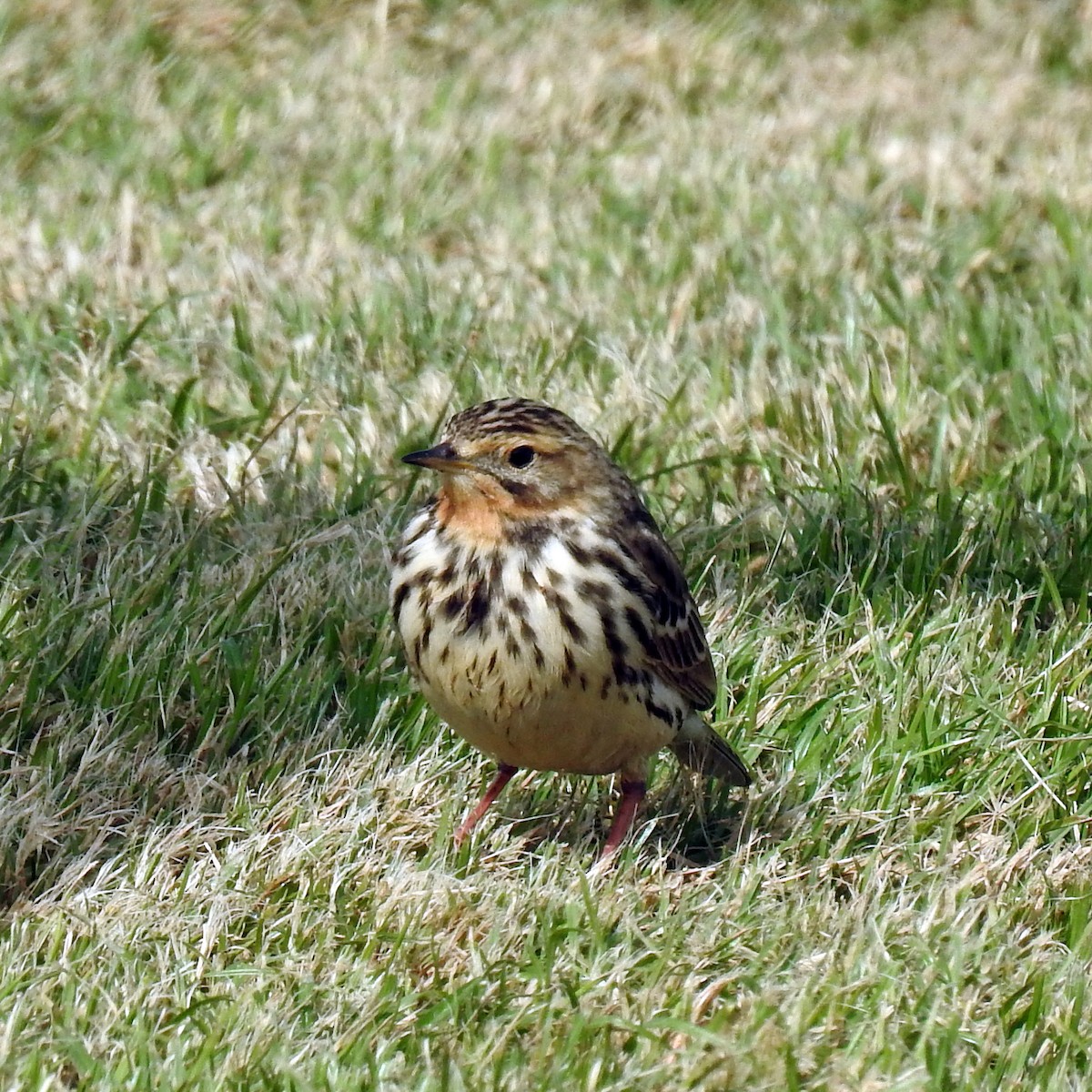 Red-throated Pipit - ML618257702