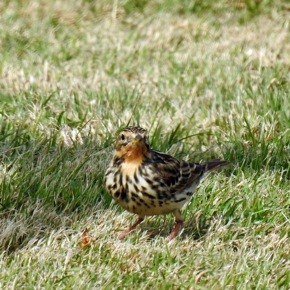 Red-throated Pipit - ML618257703