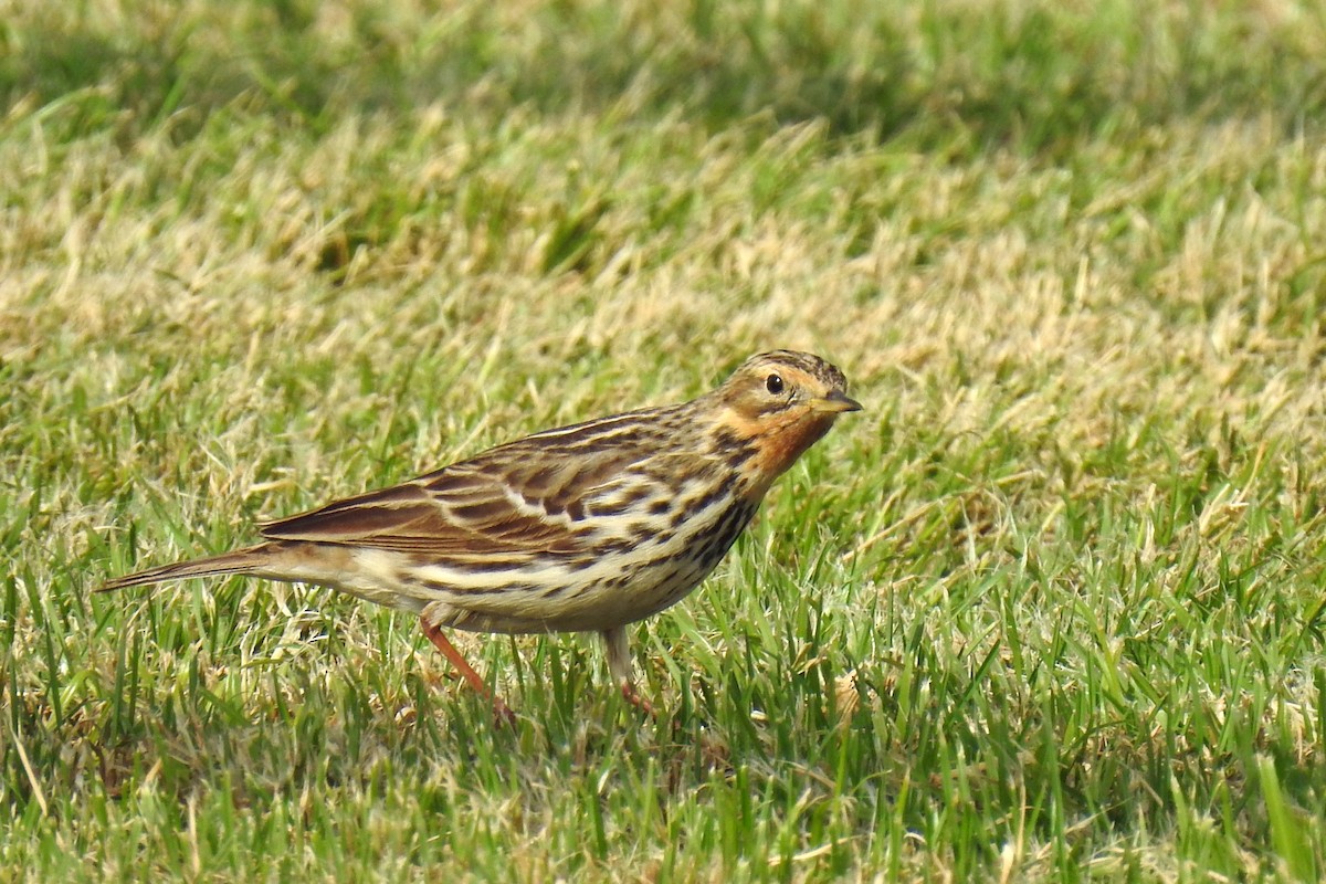 Red-throated Pipit - ML618257704