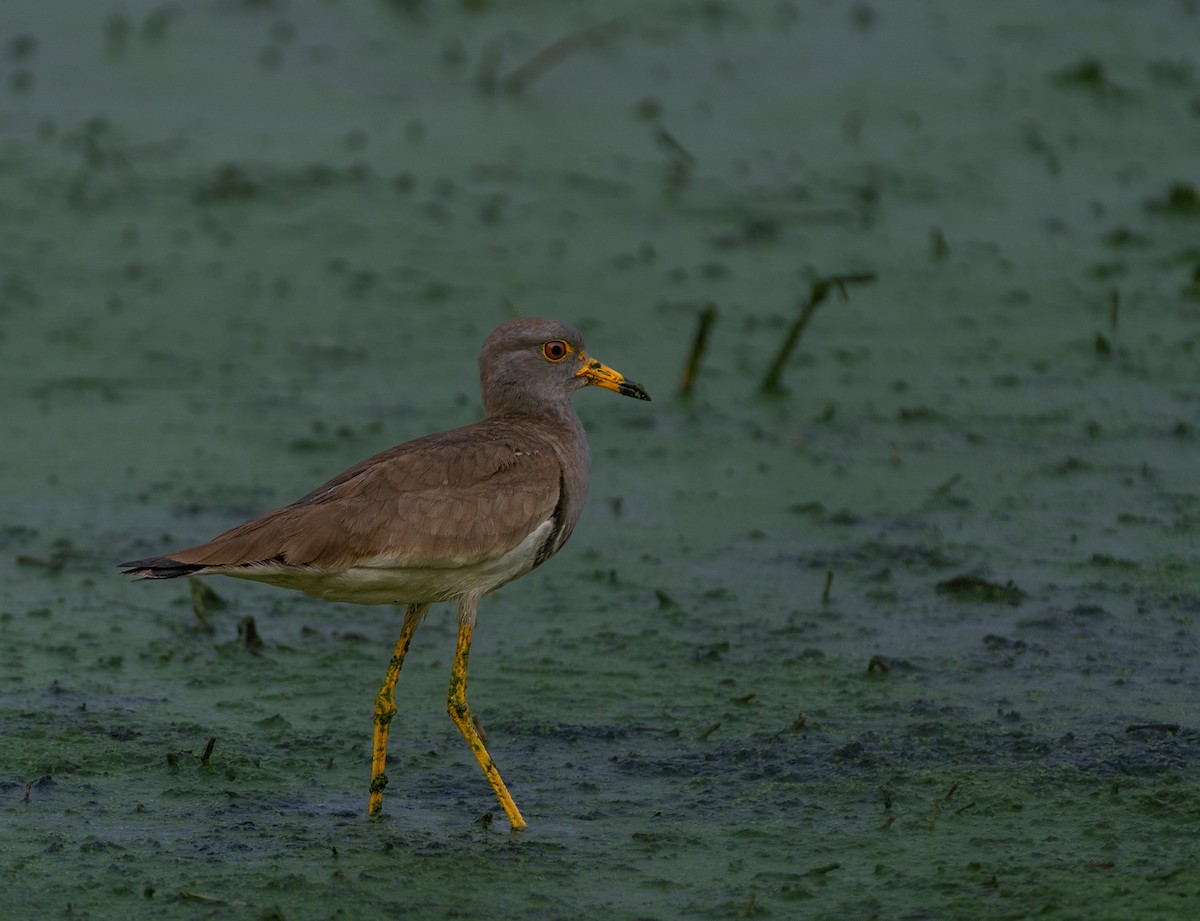 Gray-headed Lapwing - Chai Eng Law