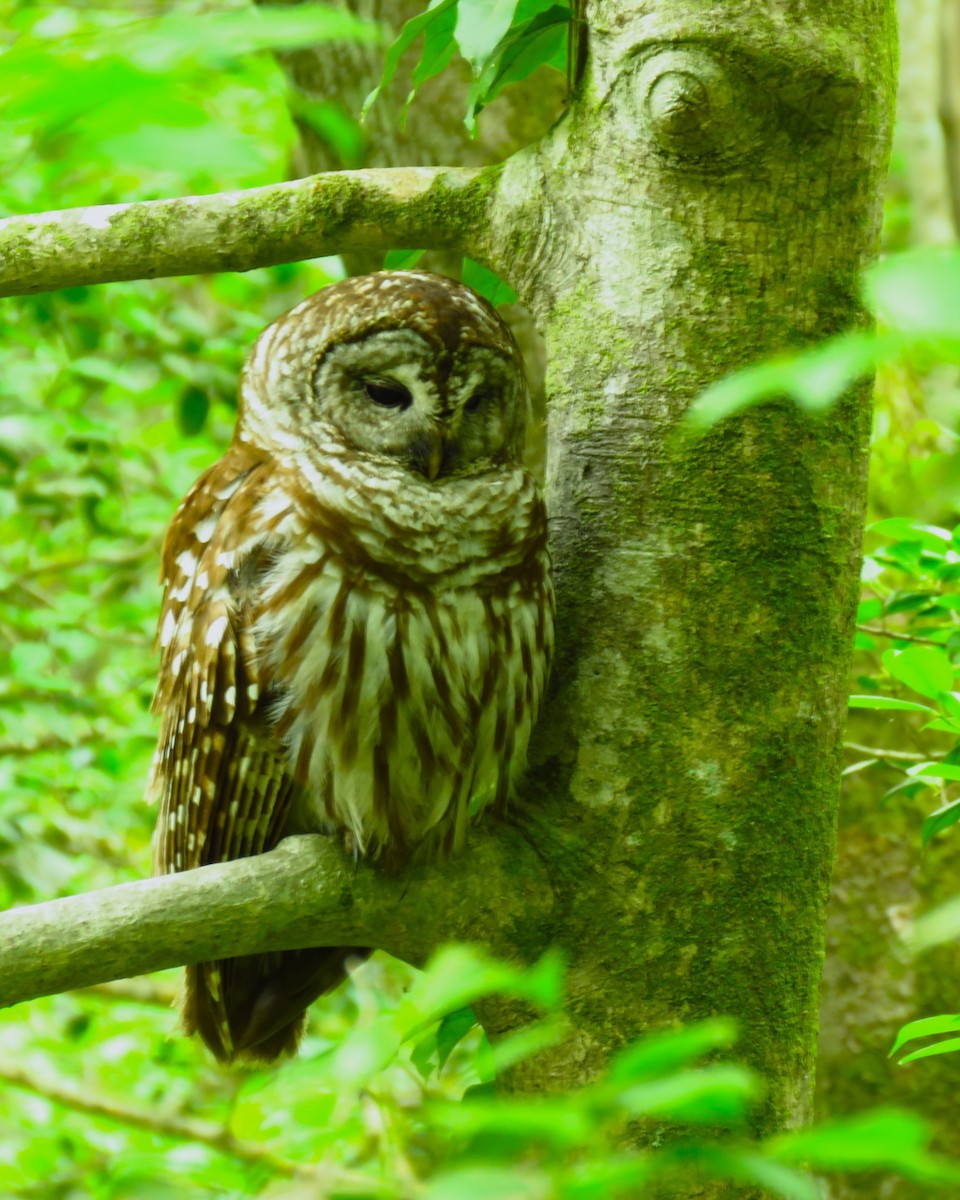 Barred Owl - Ron Ahle