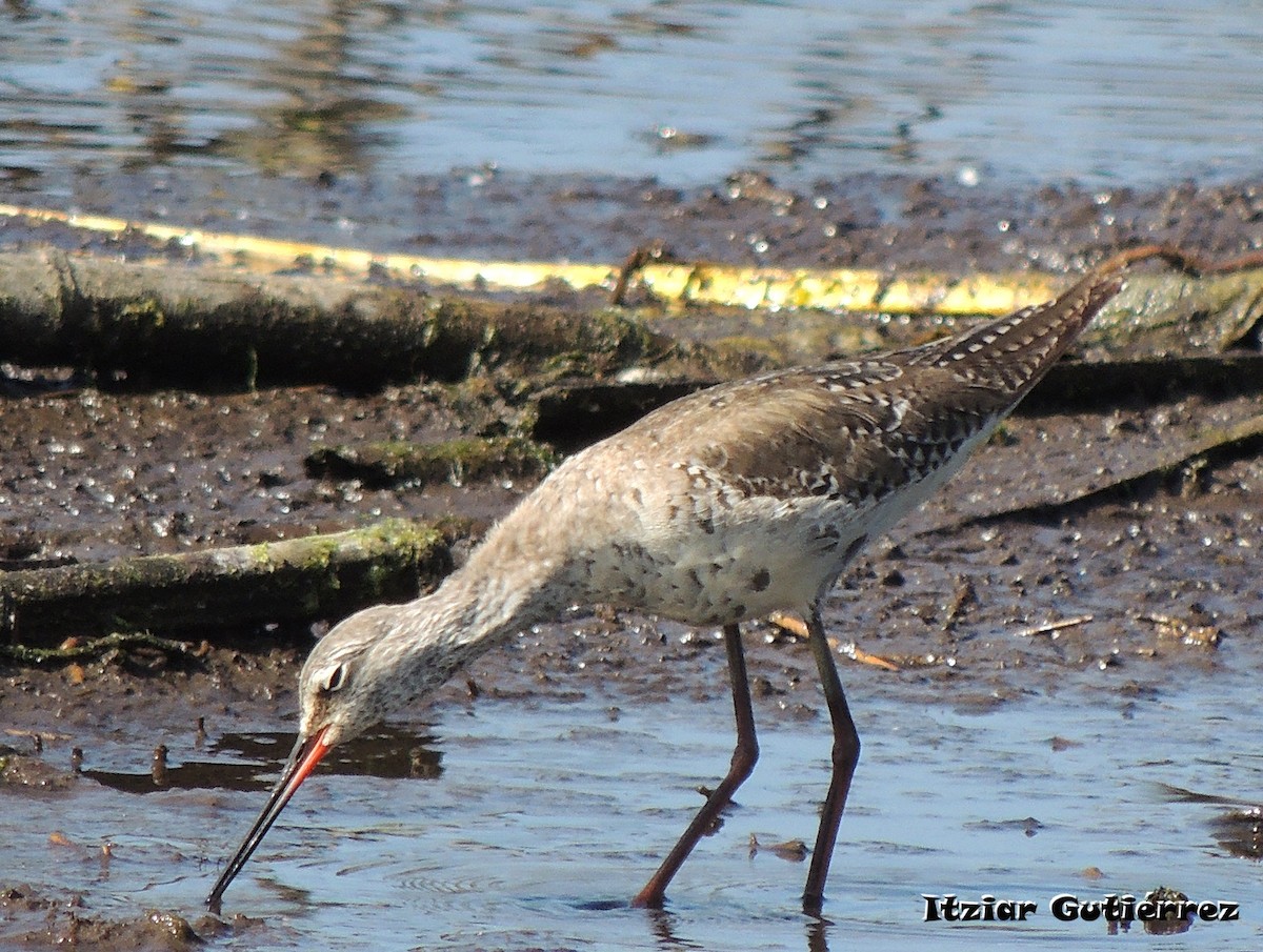 Spotted Redshank - ML618257761