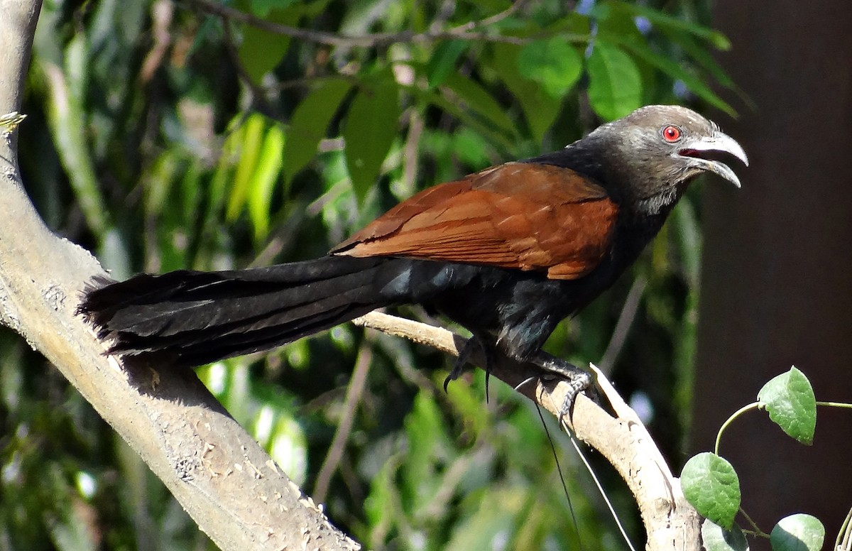 Greater Coucal - ML618257785