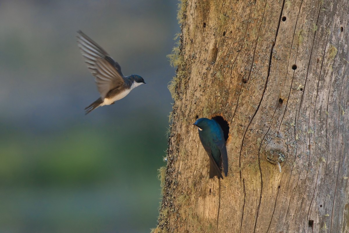 Tree Swallow - Ken Faucher