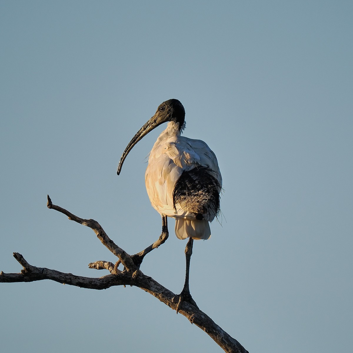ibis australský - ML618257818