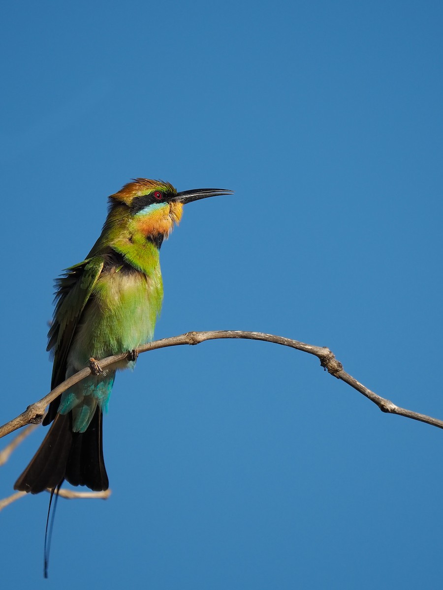 Rainbow Bee-eater - Robert Berry