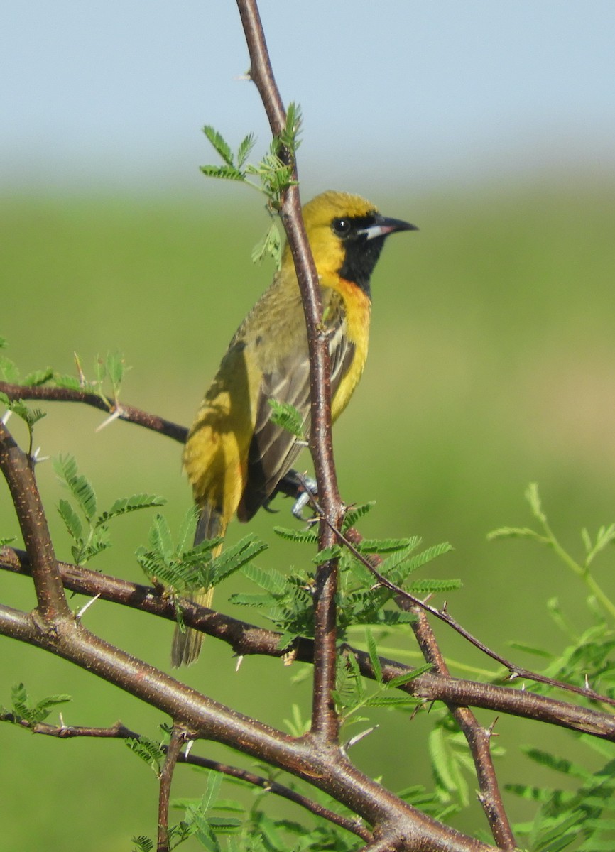 Orchard Oriole - ML618257826
