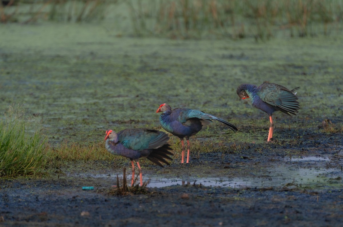 Gray-headed Swamphen - Chai Eng Law